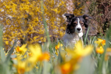 Border Collie und Narzissen, Herbstmotiv