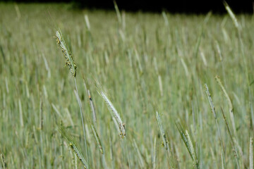 Wheat field ready for harvest under a blue summer sky. Netherlands. Selective Focus