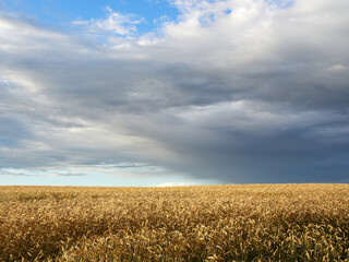 Landscape with wheat field and beautiful sky with clouds.