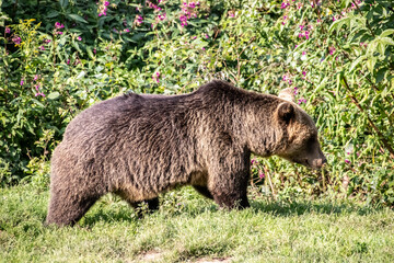 Braunbär in freier Bahn