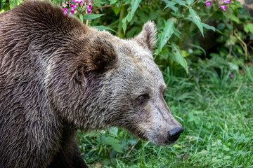 Braunbär in freier Bahn