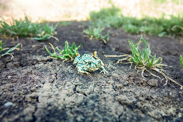 A young European green toad (Variable toad, Bufo viridis) on dry land. Assimilative coloration (not...