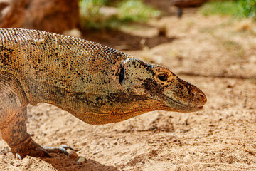 Komodowaran, wildes Tier