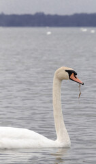 Schwan auf dem Bodensee