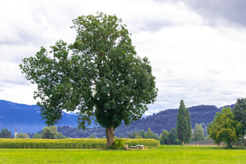 Fototapeta na wymiar Baum in Österreich