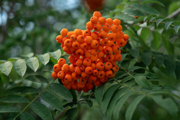 rowan berries