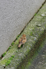 すずめの後ろ姿