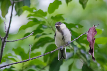 こどものシジュウカラ
