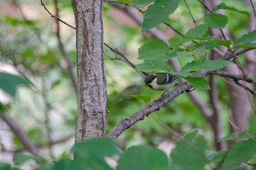 おさないシジュウカラ