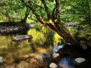 river in the forest