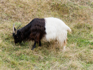 Valais black-necked goat grazes in a meadow.