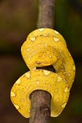 The green tree python, Morelia viridis is a species of snake in the family Pythonidae. The species is native to Papua and some islands in Indonesia