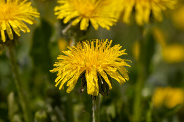 a field where a large number of yellow dandelions grow