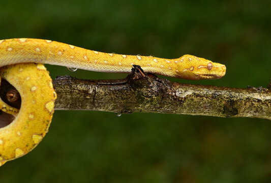 The green tree python, Morelia viridis is a species of snake in the family Pythonidae. The species is native to Papua and some islands in Indonesia