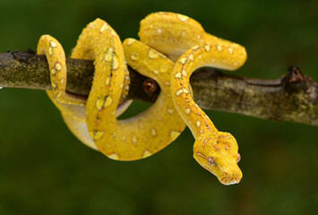 The green tree python, Morelia viridis is a species of snake in the family Pythonidae. The species...