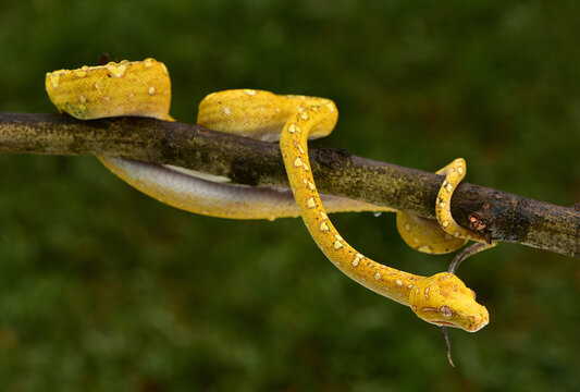 The green tree python, Morelia viridis is a species of snake in the family Pythonidae. The species is native to Papua and some islands in Indonesia