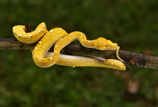 The green tree python, Morelia viridis is a species of snake in the family Pythonidae. The species is native to Papua and some islands in Indonesia
