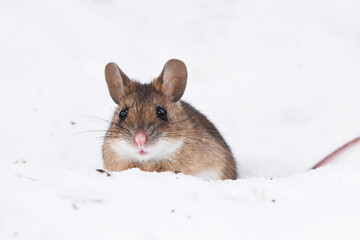 Fototapeta na wymiar Wood mouse (apodemus flavicollis) in the snow.