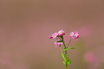 赤そばの花　長野県