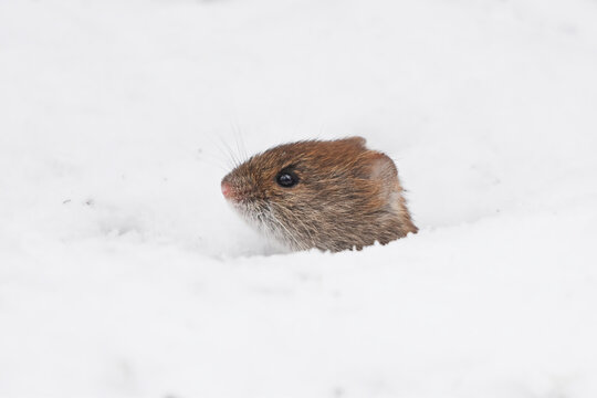 Bank vole (Myodes glareolus) peeking from the snow.