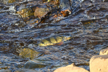 European perch (Perca fluviatilis) swimming in river moving to the spawning pond.