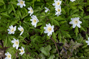 spring white flowers sprouting in the forest