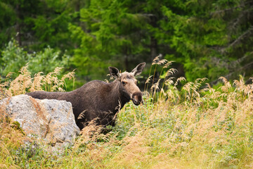Moose (alces alces) cow behind a rock.