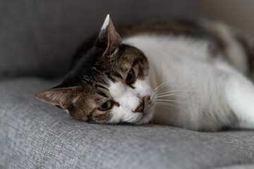 見つめる猫　キジトラ白