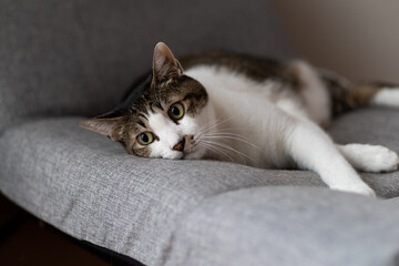 見つめる猫　キジトラ白