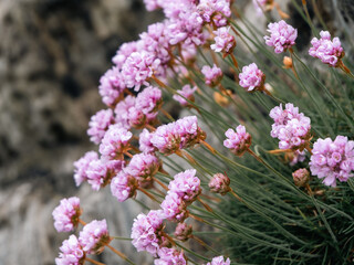 Small pink flowers growing on the stones. A beautiful plant. Wildflowers close-up, vignetting.