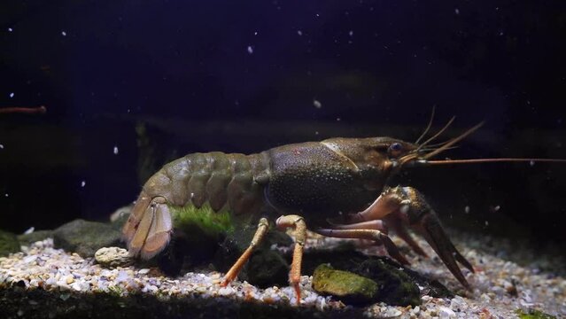 Danube crayfish walk and explore sand stone bottom design with claws, eat detritus and algae in planted biotope aquarium, wild caught domesticated freshwater species, highly adaptable animal
