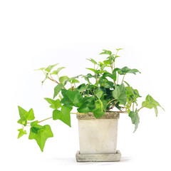 観葉植物、アイビーの鉢植え【白背景】
