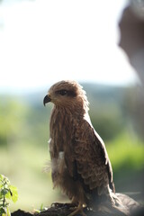 red tailed hawk