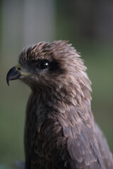 close up of a eagle