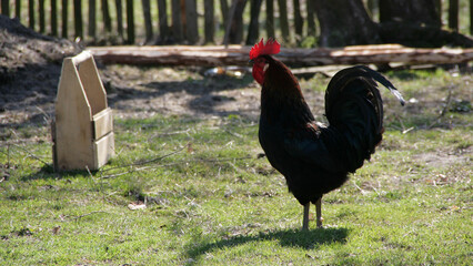 Rooster stands near a fence