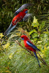 Two Crimson Rosella in a tree  - Scientific name  Platycercus elegans