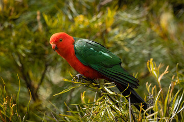 Australian Male King Parrot Perched In A Treet( scientific name -Alisterus scapularis)