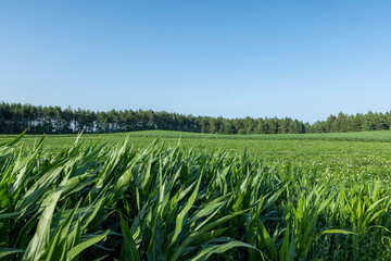 Green corn illuminated by sunlight