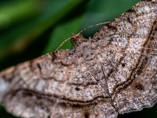 The camouflage pattern on looper moth wings