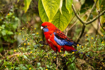 Crimson Rosella In a tree - Scientific name  Platycercus elegans
