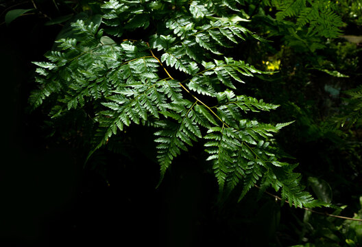 Leaves of Davallia solida Fern as green nature background