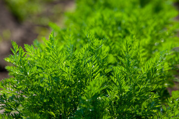 An agricultural field where a large number of carrots grow