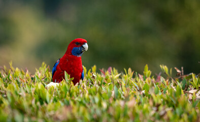 Crimson Rosella In A Bush - Scientific name  Platycercus elegans
