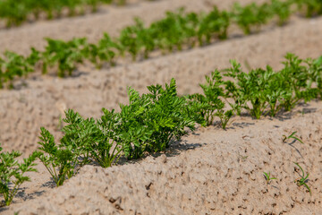 An agricultural field where a large number of carrots grow