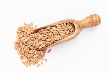 Scoop with wheat grains and spikelets on white background.