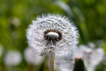 A field with a large number of dandelions in the summer