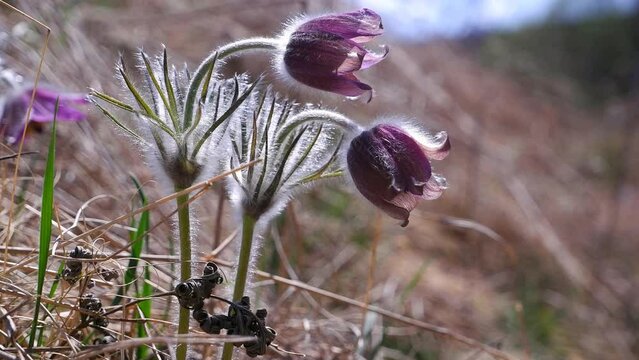deep violet flower of common pasqueflower, hairy plant bloom in old dry grass field and wave in wind, tender inflorescence in warm direct sunlight, understanding beauty of nature, blurred background