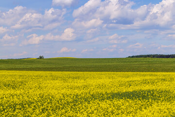 Obraz premium Yellow-flowering rapeseed in the summer