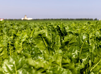 The green foliage of sweet sugar beet