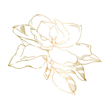 PNG sketch of black hand-painted magnolia flower